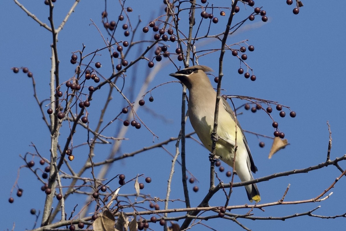 Cedar Waxwing - ML645634975