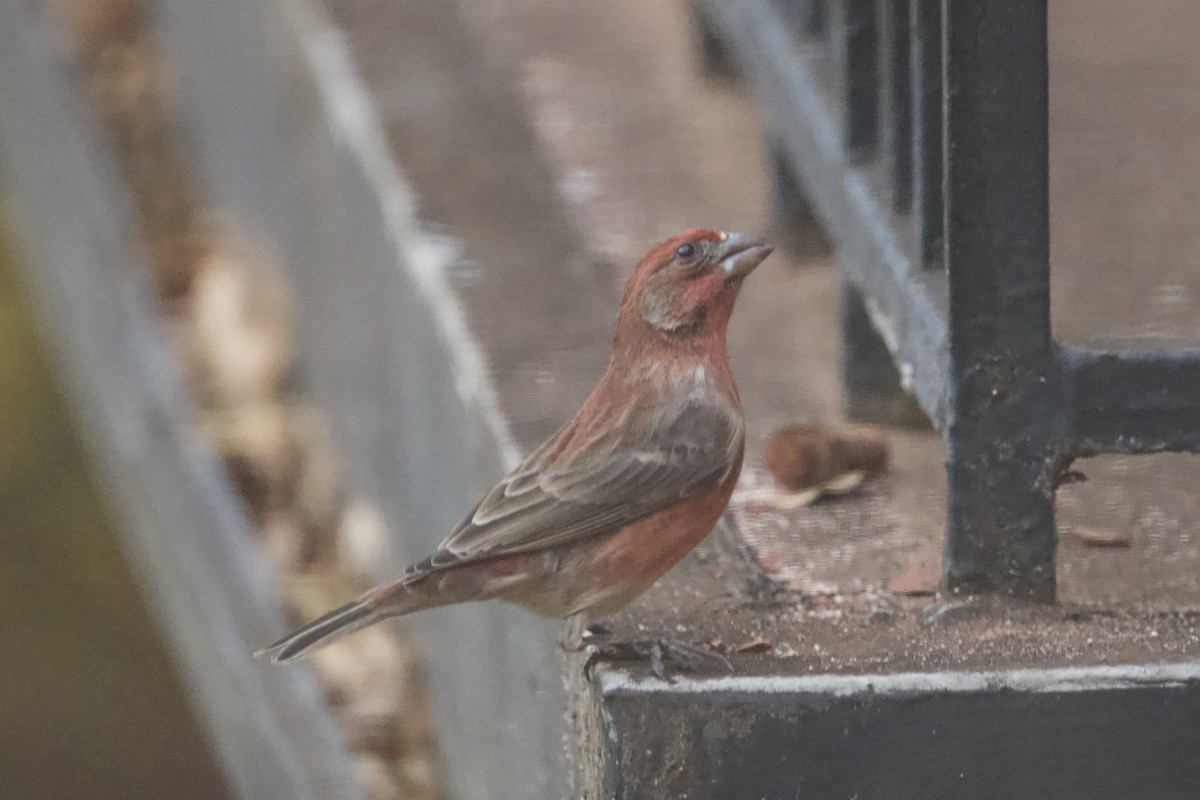 House Finch - ML645634977