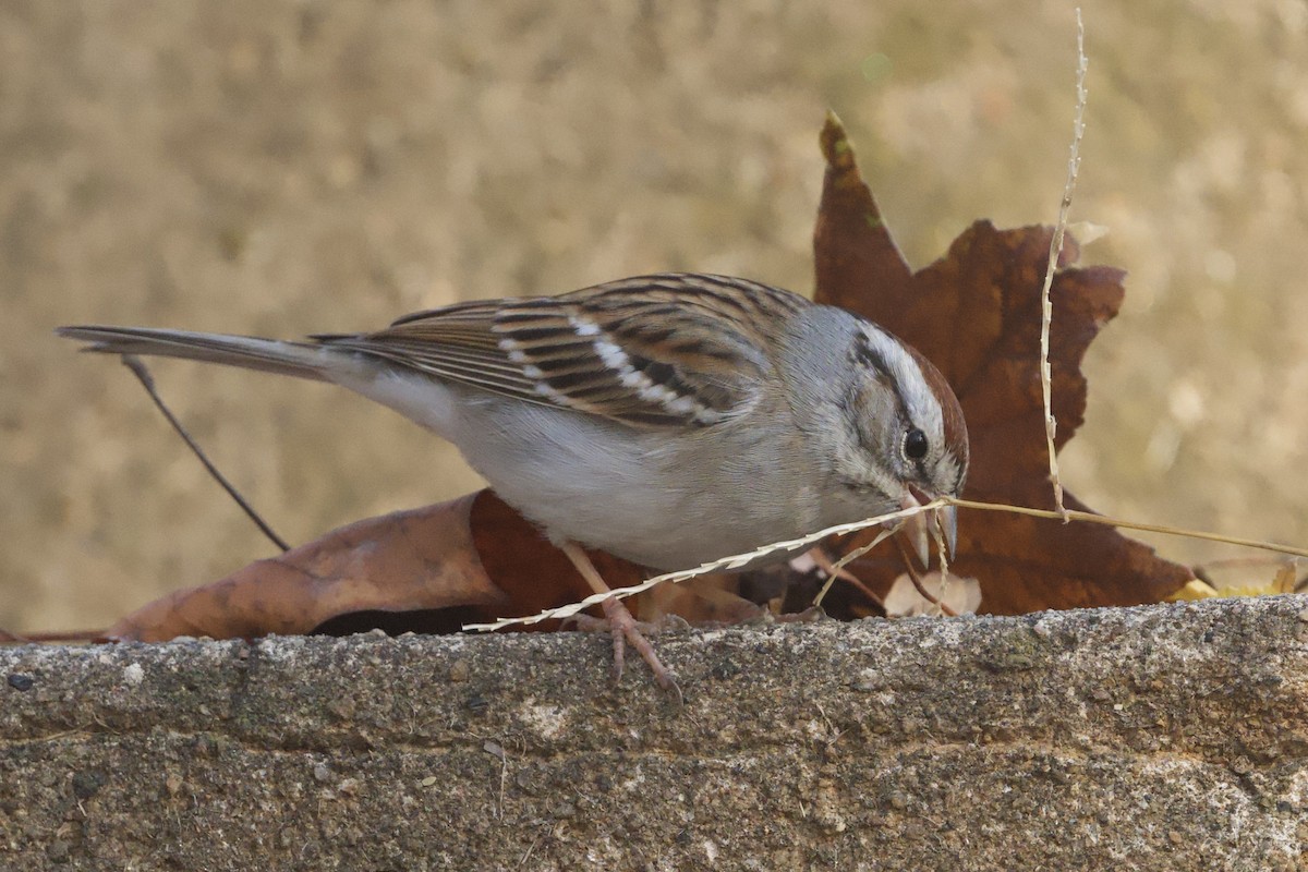 Chipping Sparrow - ML645634995