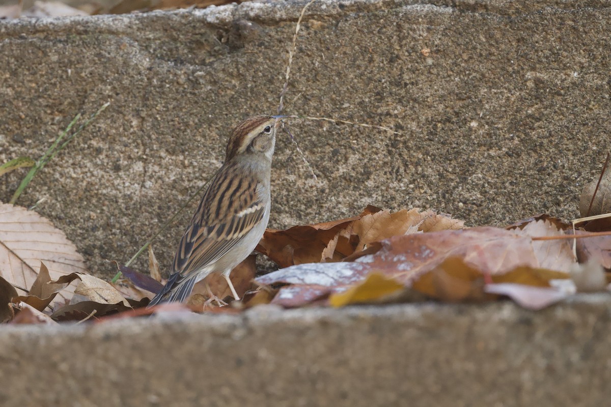 Chipping Sparrow - ML645634999