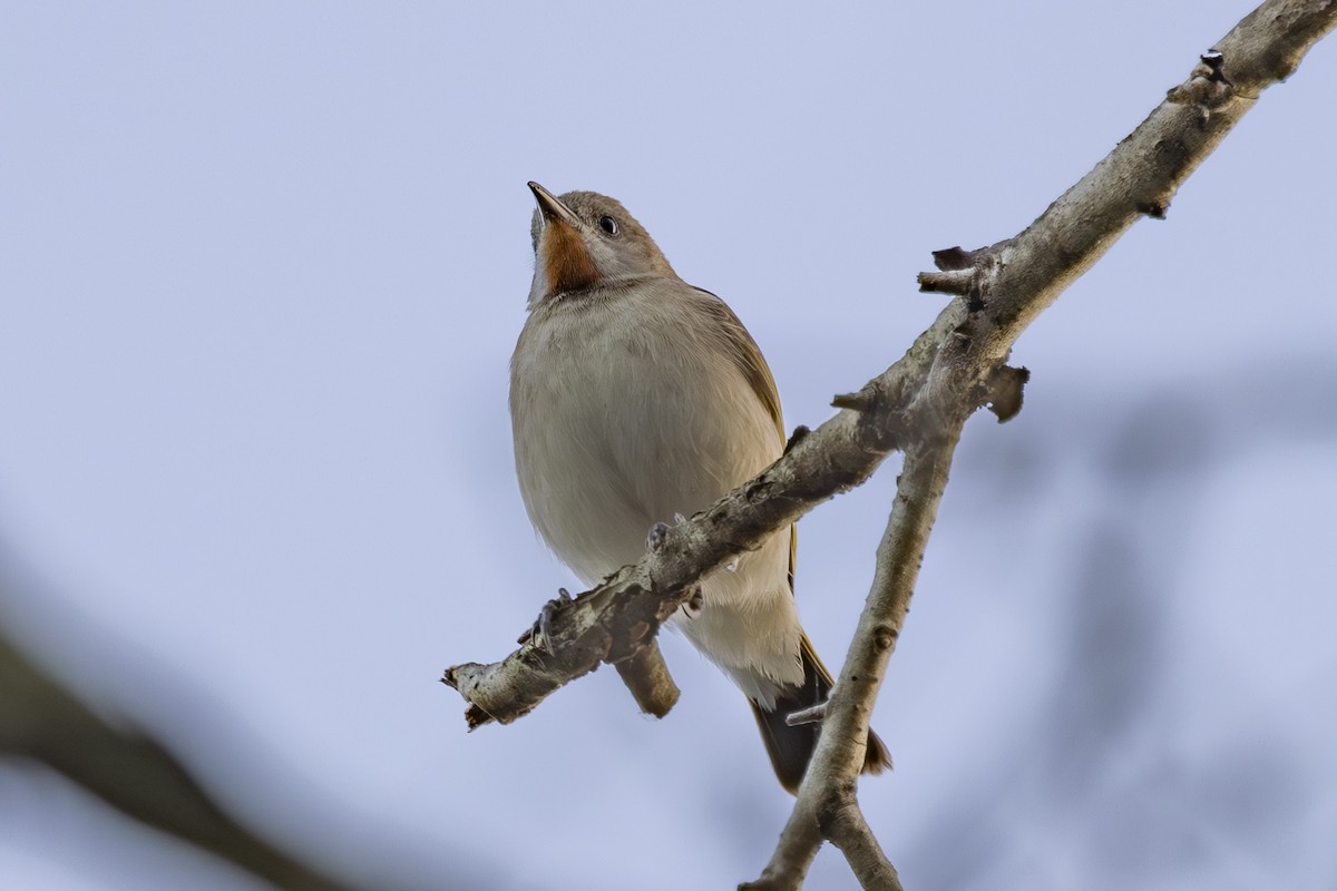 Kızıl Boğazlı Balkuşu - ML645635002