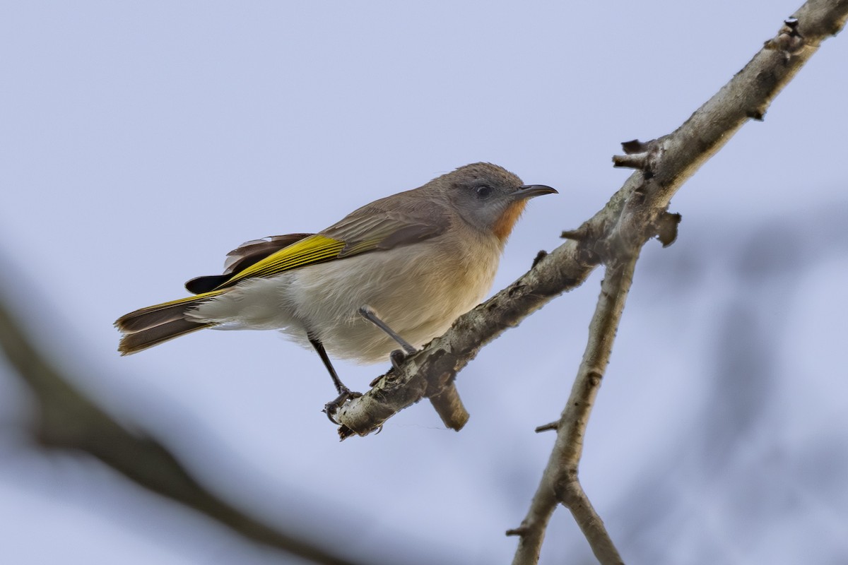 Kızıl Boğazlı Balkuşu - ML645635003