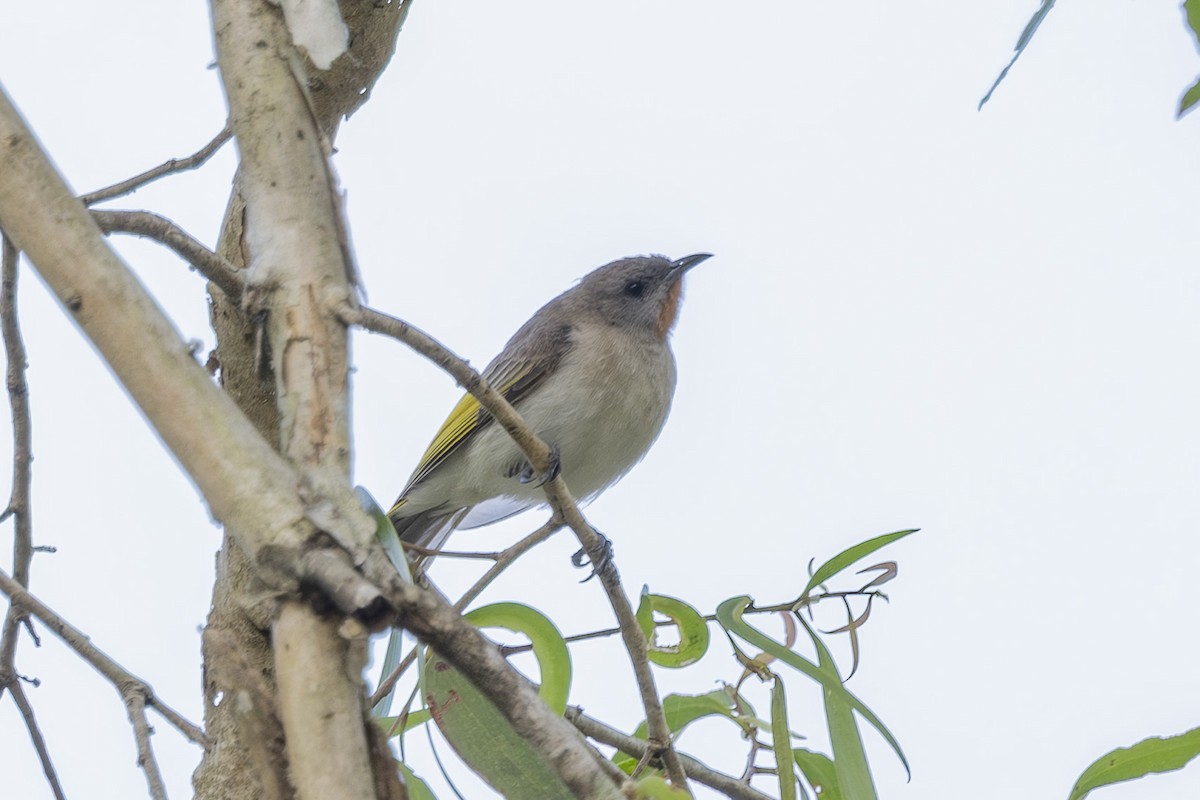 Kızıl Boğazlı Balkuşu - ML645635005