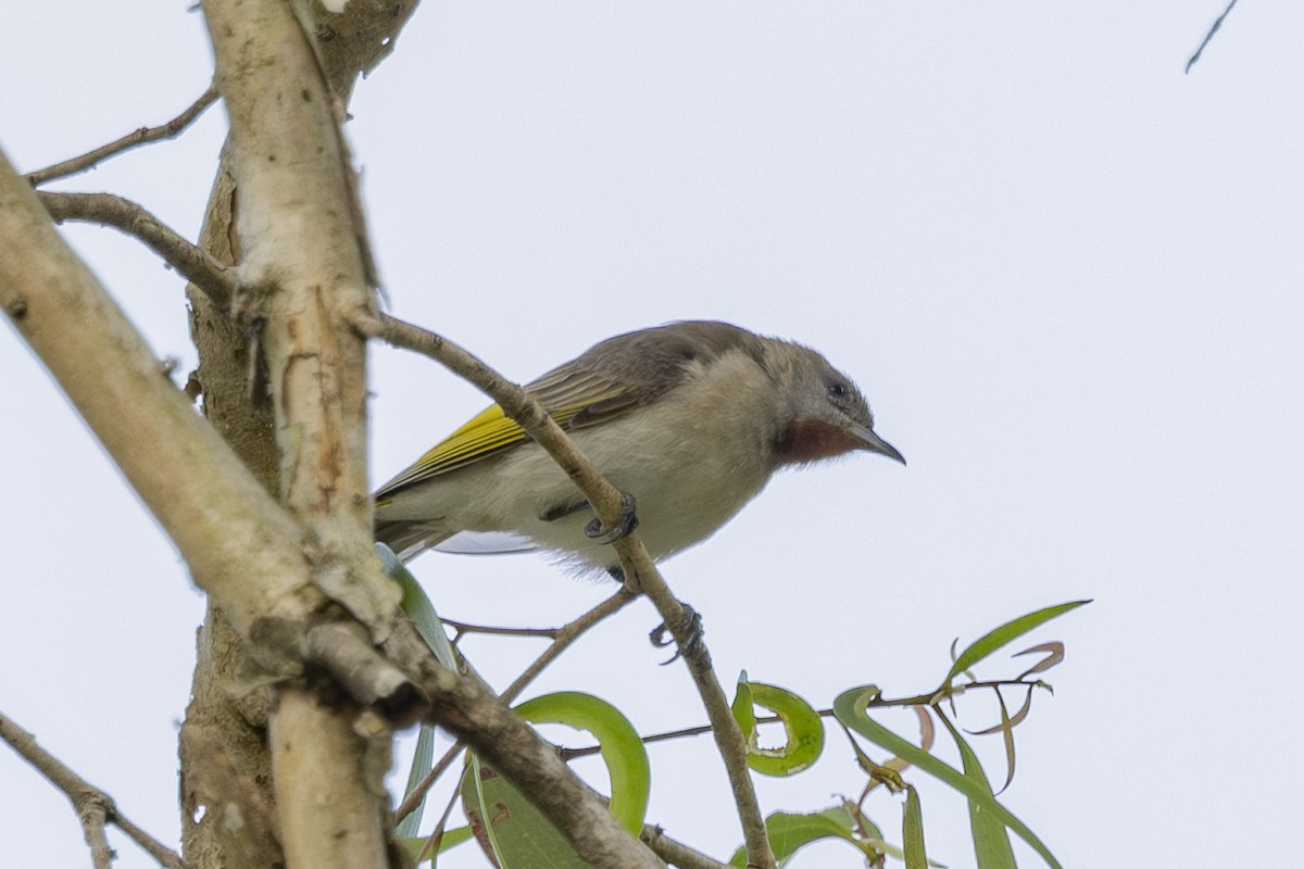 Kızıl Boğazlı Balkuşu - ML645635006