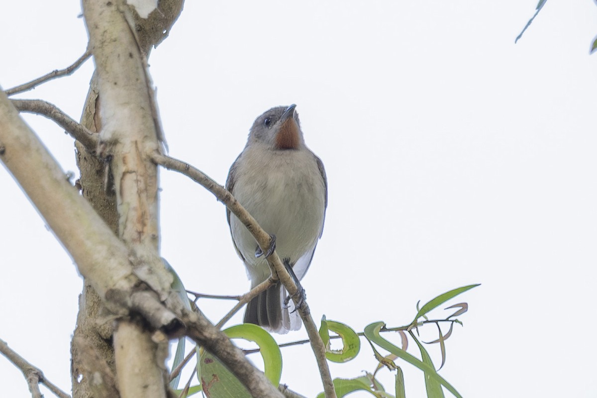 Kızıl Boğazlı Balkuşu - ML645635010