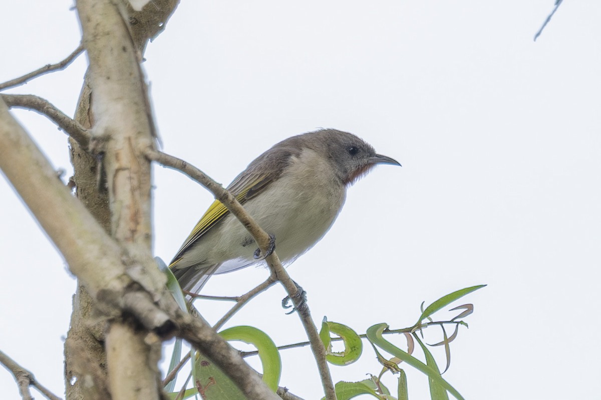 Kızıl Boğazlı Balkuşu - ML645635011