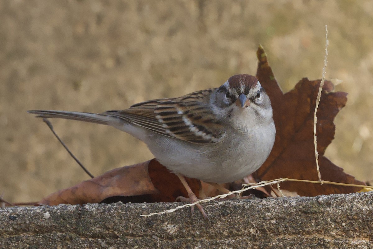 Chipping Sparrow - ML645635015