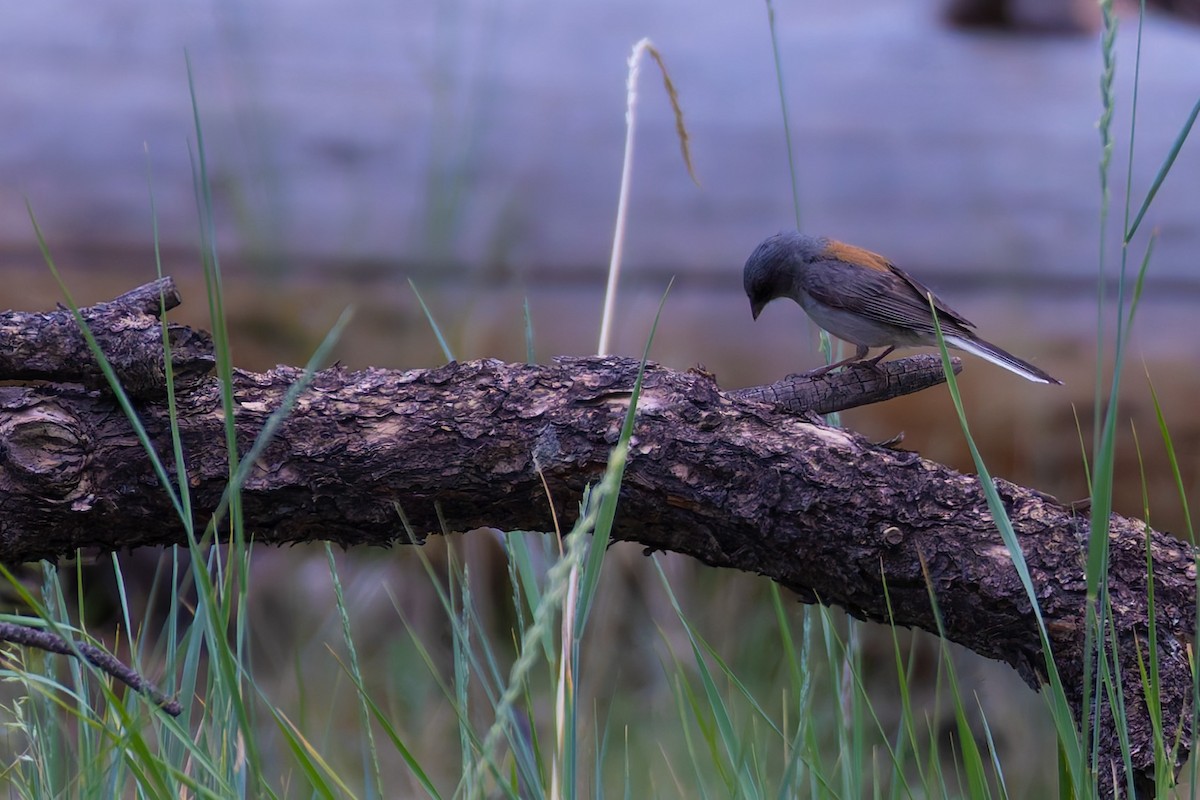 Dark-eyed Junco - ML645635025