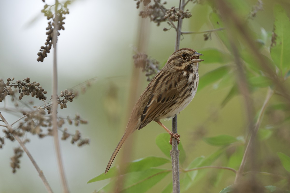 Song Sparrow - ML645635028
