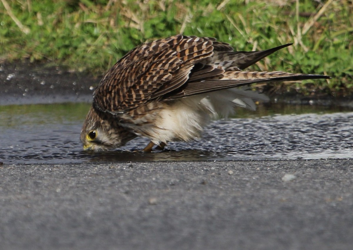 Eurasian Kestrel - ML645635034
