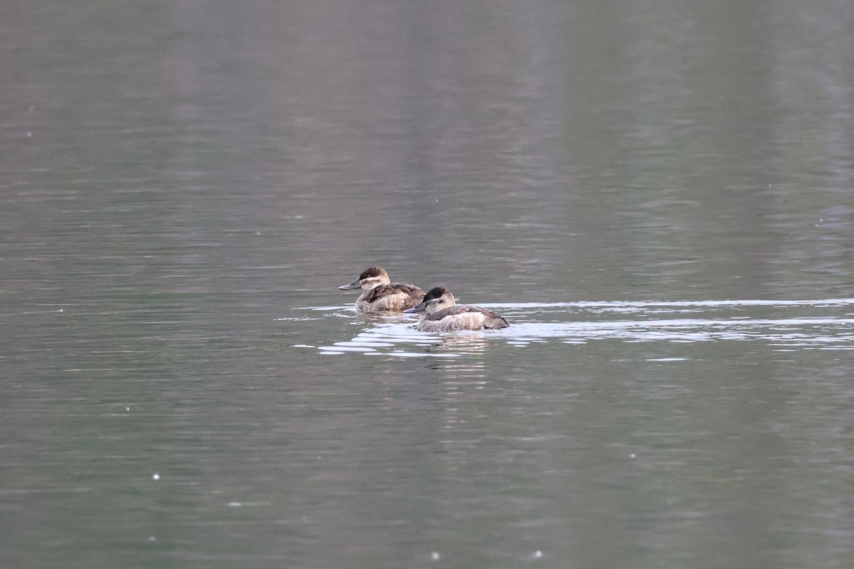 Ruddy Duck - ML645635035