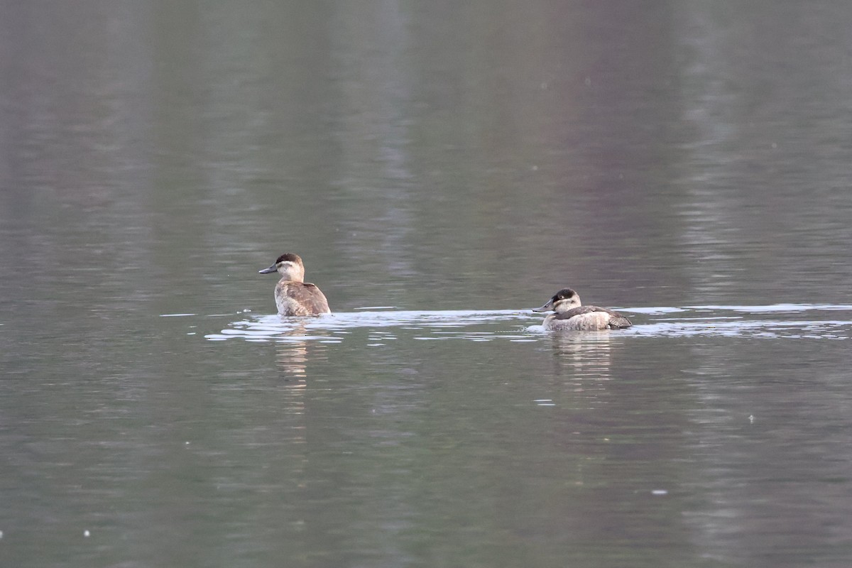 Ruddy Duck - ML645635036