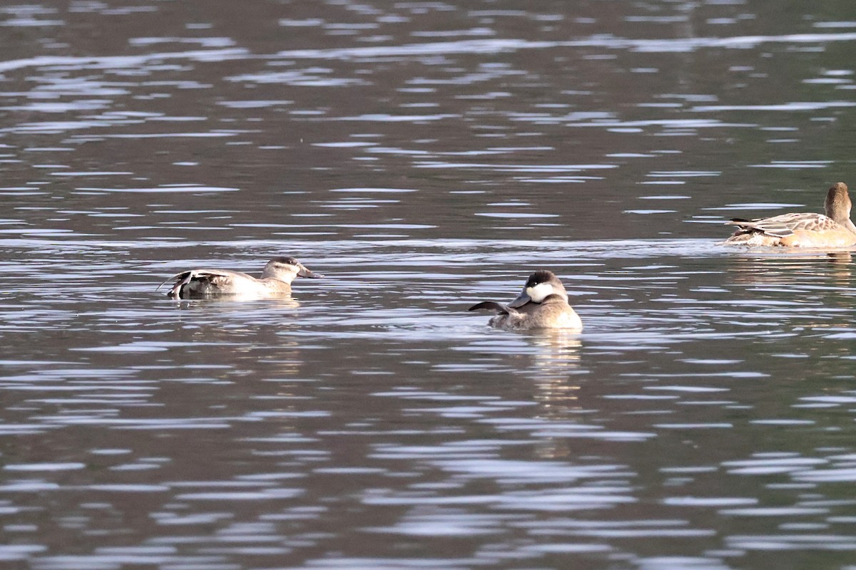 Ruddy Duck - ML645635037