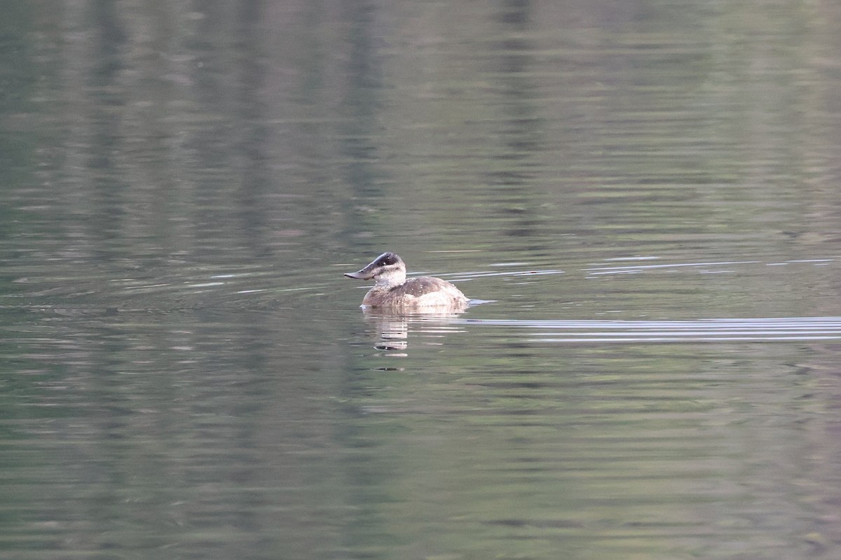 Ruddy Duck - ML645635038