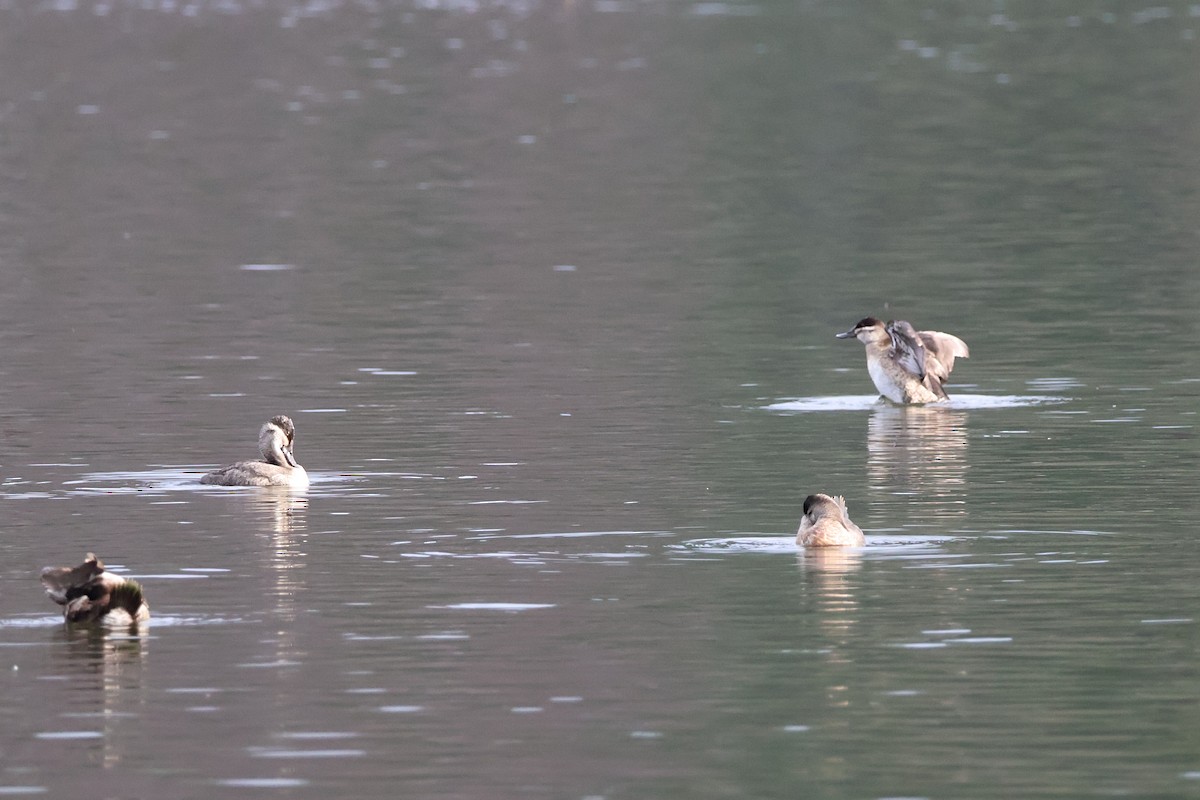 Ruddy Duck - ML645635039
