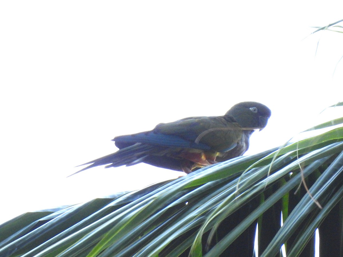 Burrowing Parakeet - ML645635040