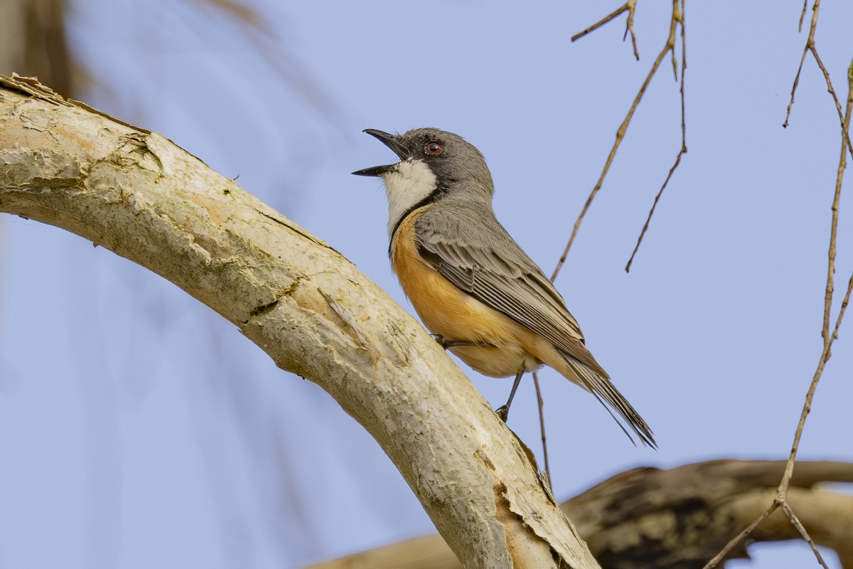 Rufous Whistler - ML645635041