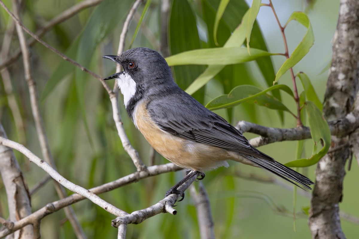 Rufous Whistler - ML645635042