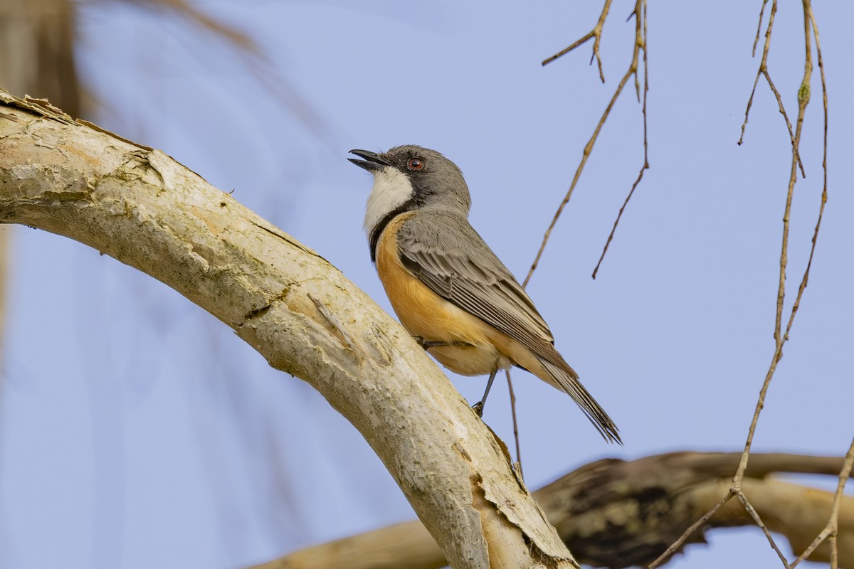 Rufous Whistler - ML645635043
