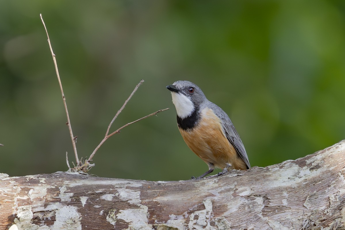 Rufous Whistler - ML645635044