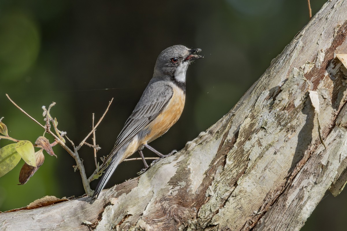Rufous Whistler - ML645635045