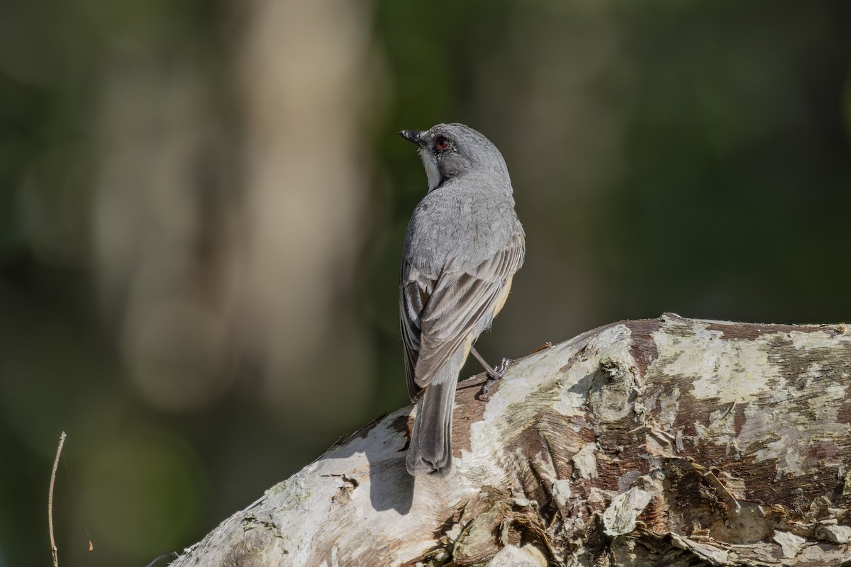 Rufous Whistler - ML645635046