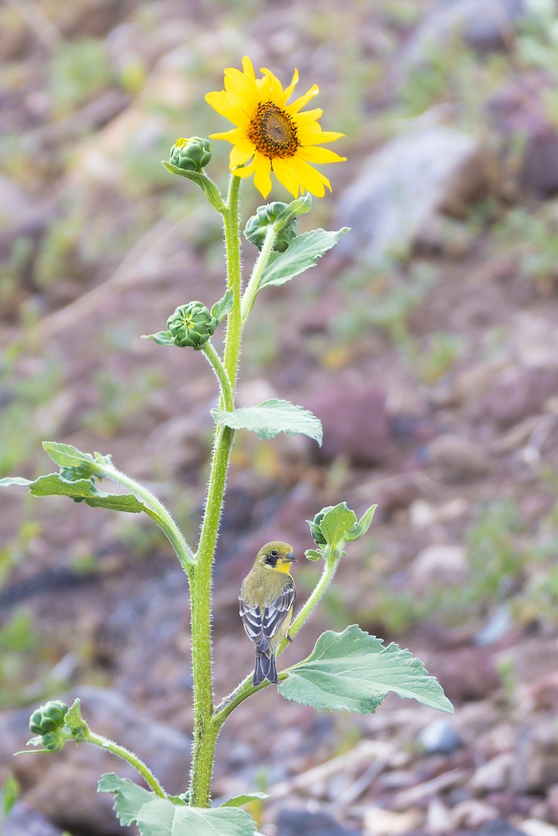 Lesser Goldfinch - ML645635047