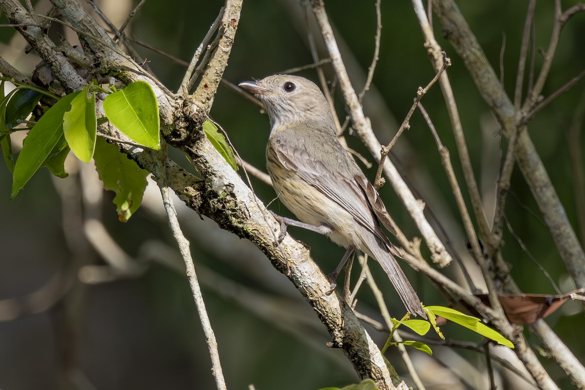 Rufous Whistler - ML645635048