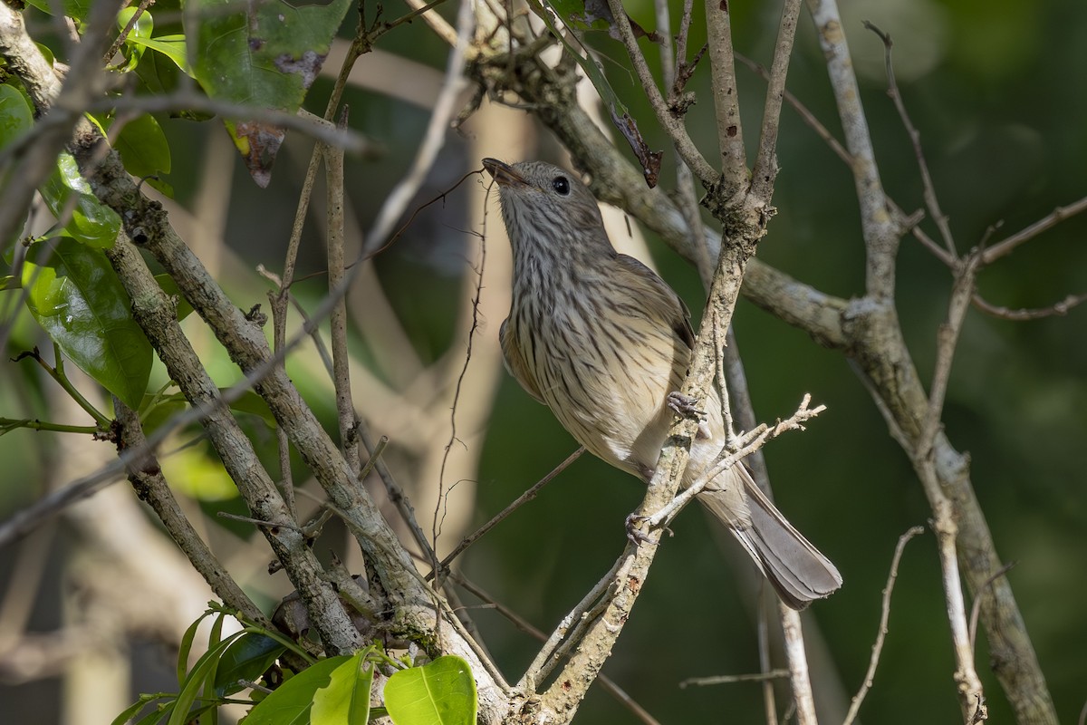 Rufous Whistler - ML645635049