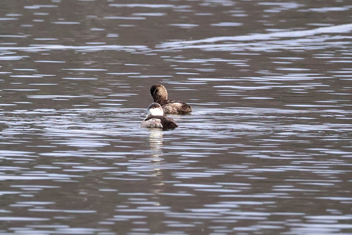 Ruddy Duck - ML645635050