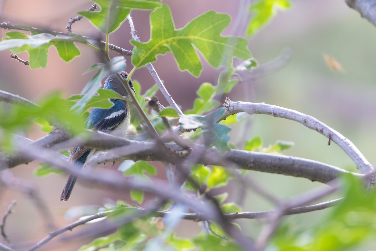 Lazuli Bunting - ML645635051