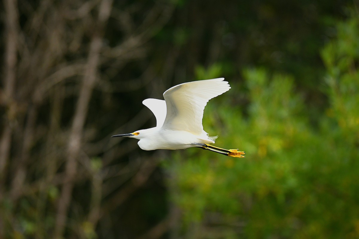 Snowy Egret - ML645635052