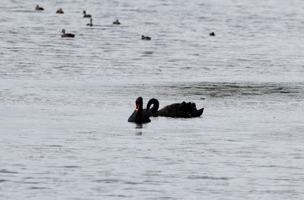 Black Swan - ML645635053