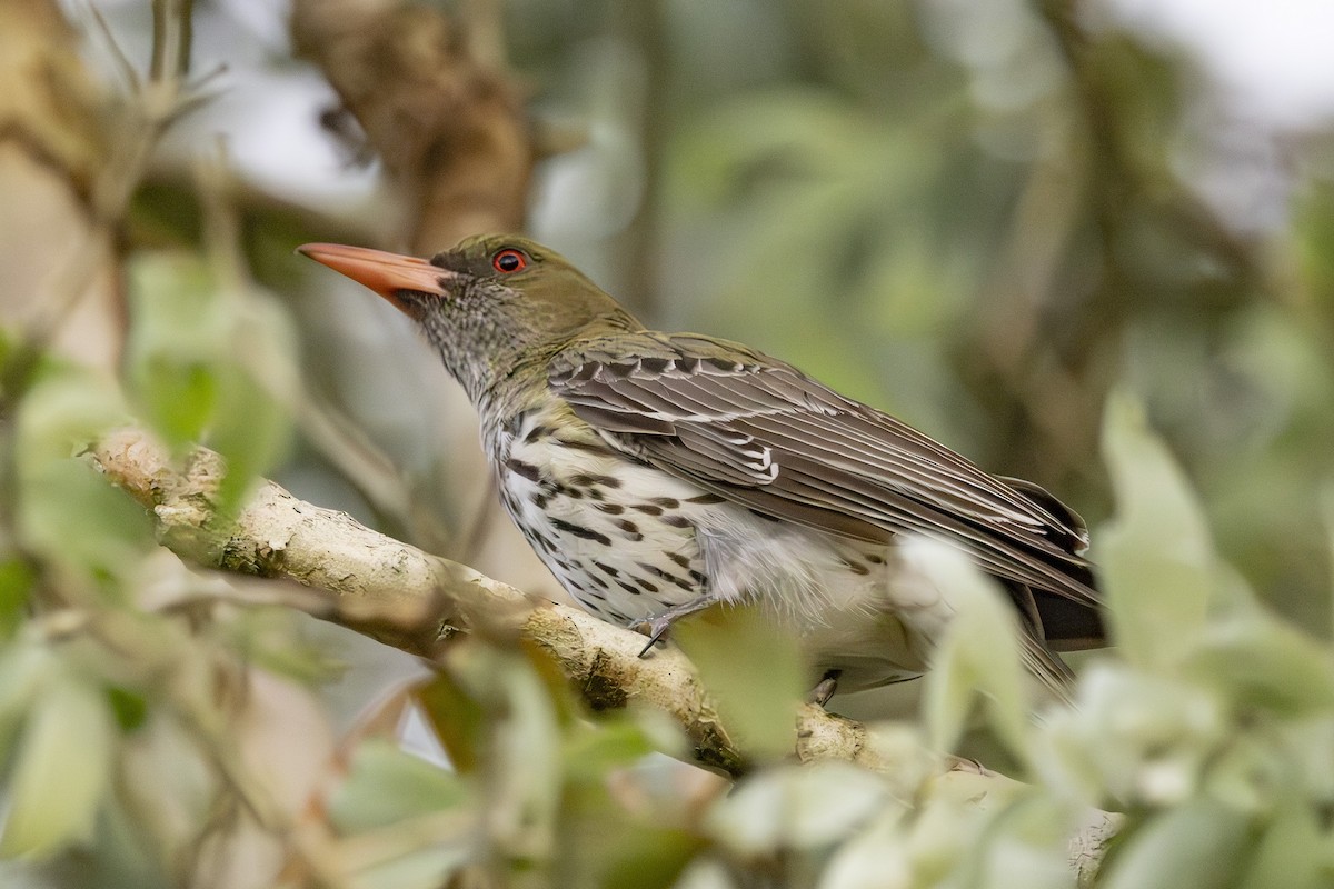 Olive-backed Oriole - ML645635054