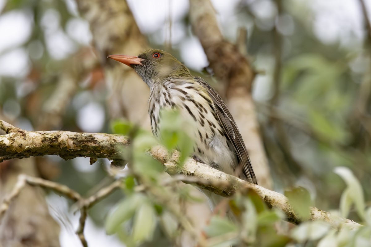 Olive-backed Oriole - ML645635055