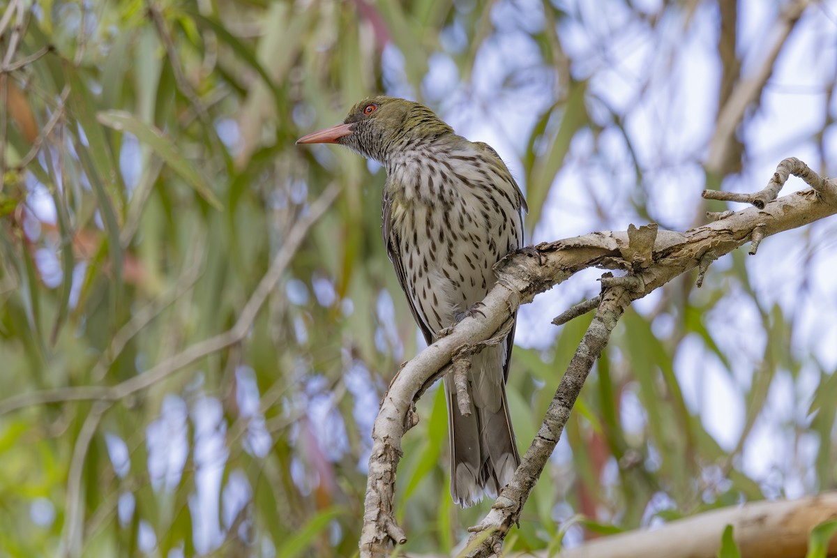 Olive-backed Oriole - ML645635056