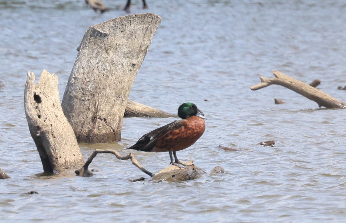 Chestnut Teal - ML645635057