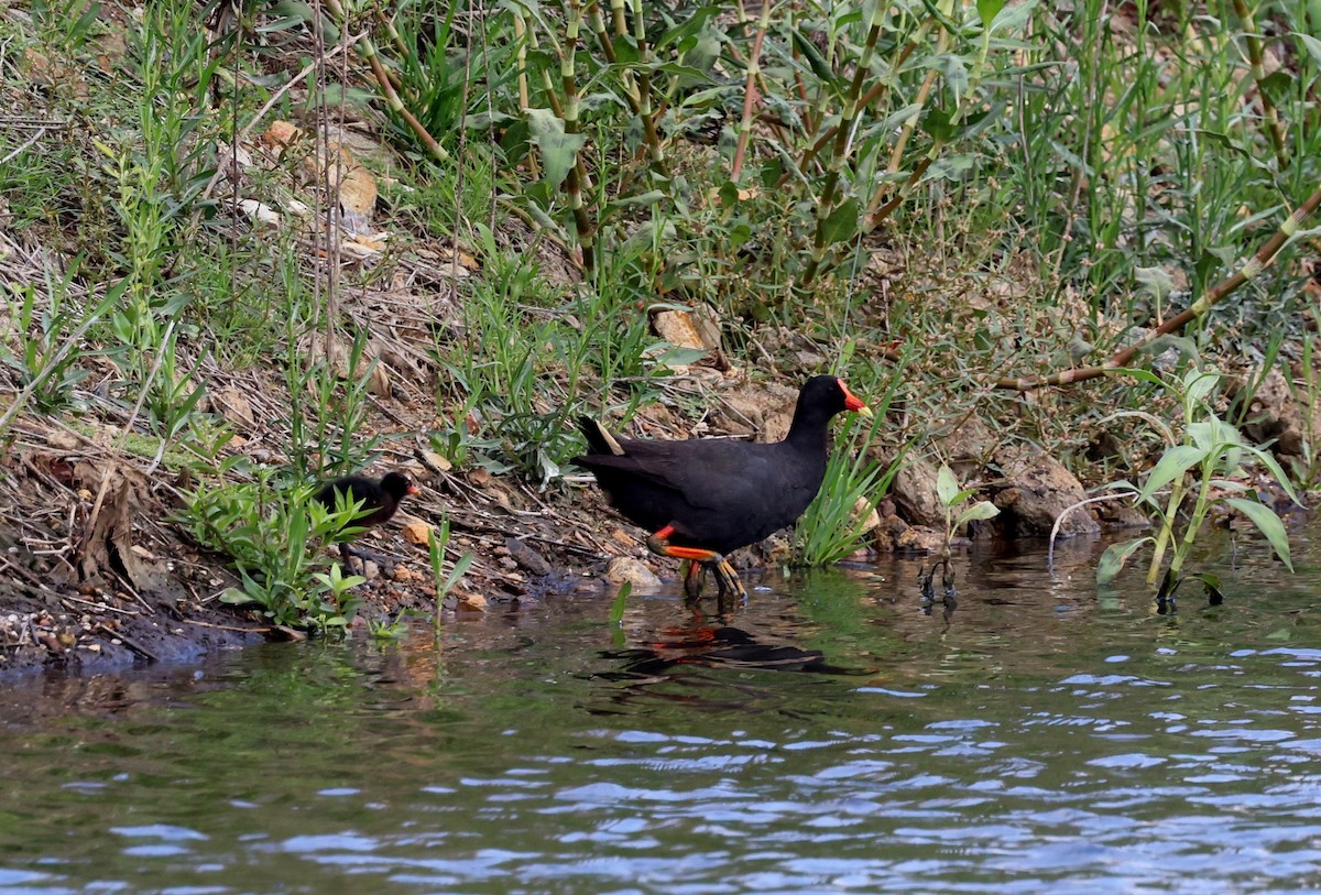 Dusky Moorhen - ML645635058