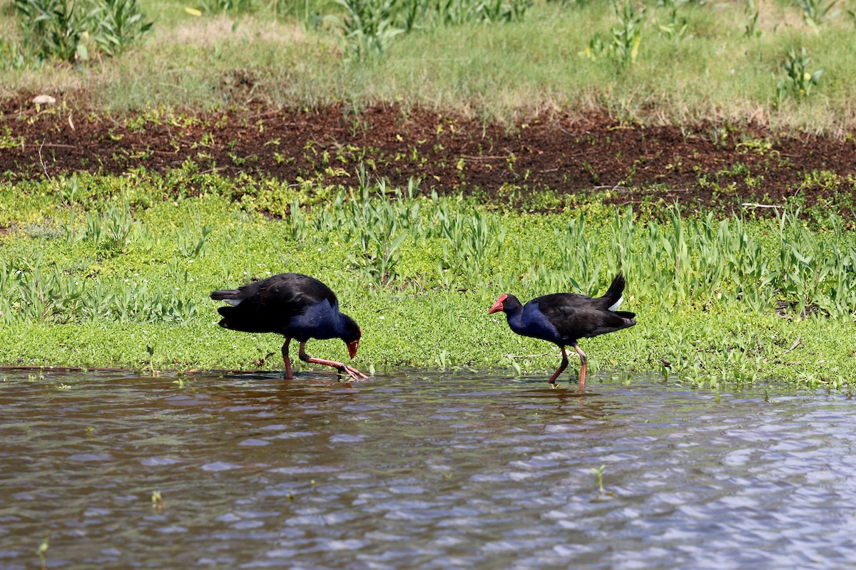 Australasian Swamphen - ML645635059