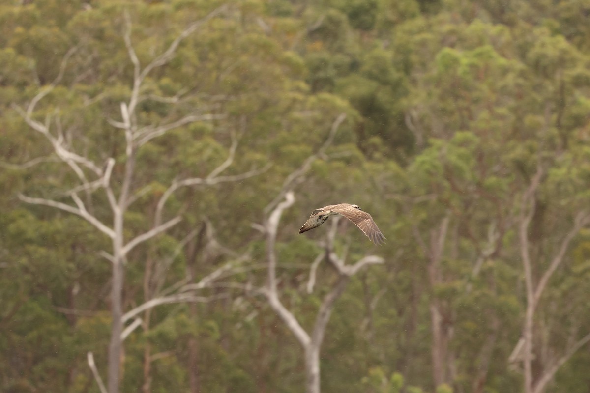 Osprey - ML645635061