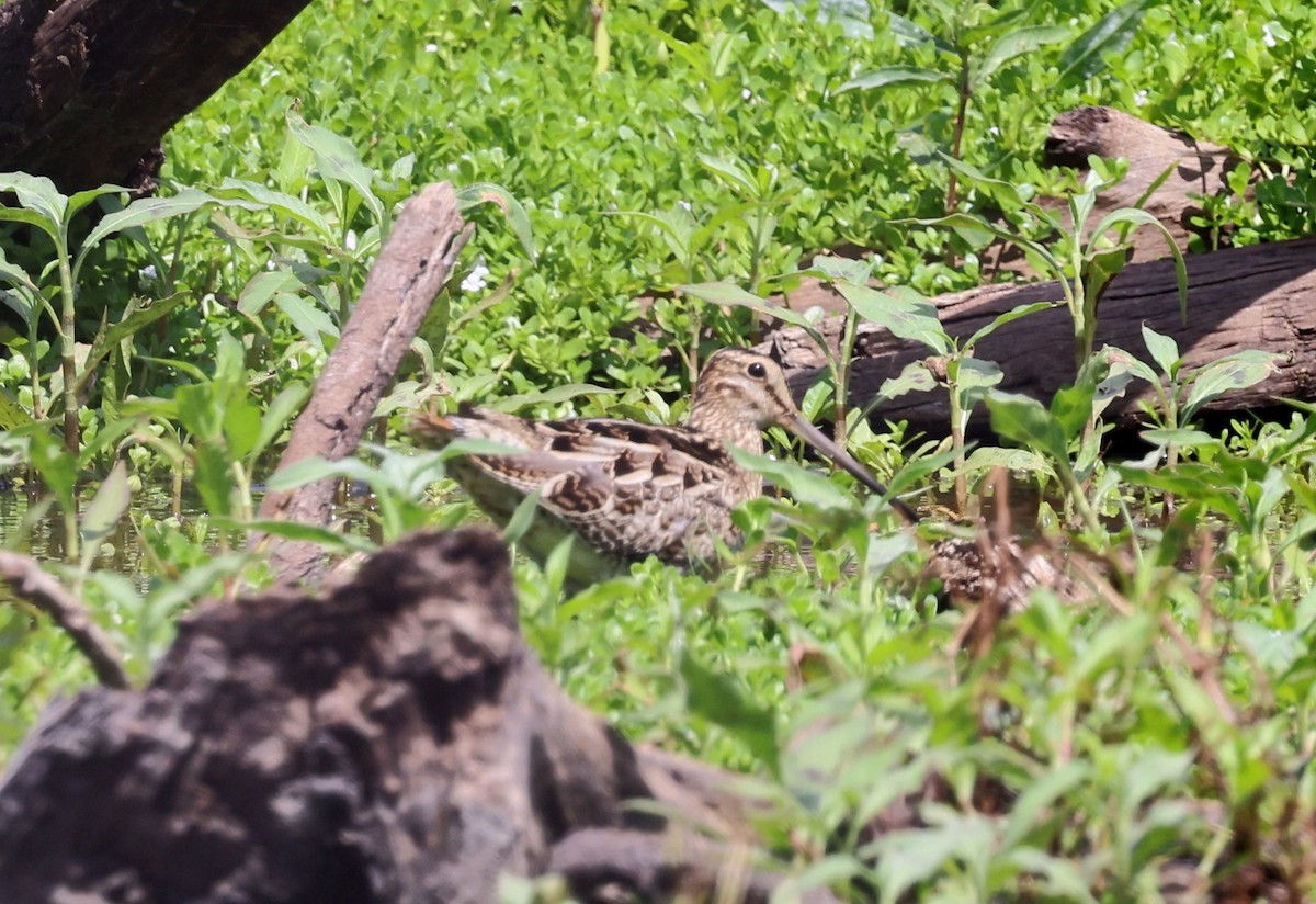 Latham's Snipe - ML645635062