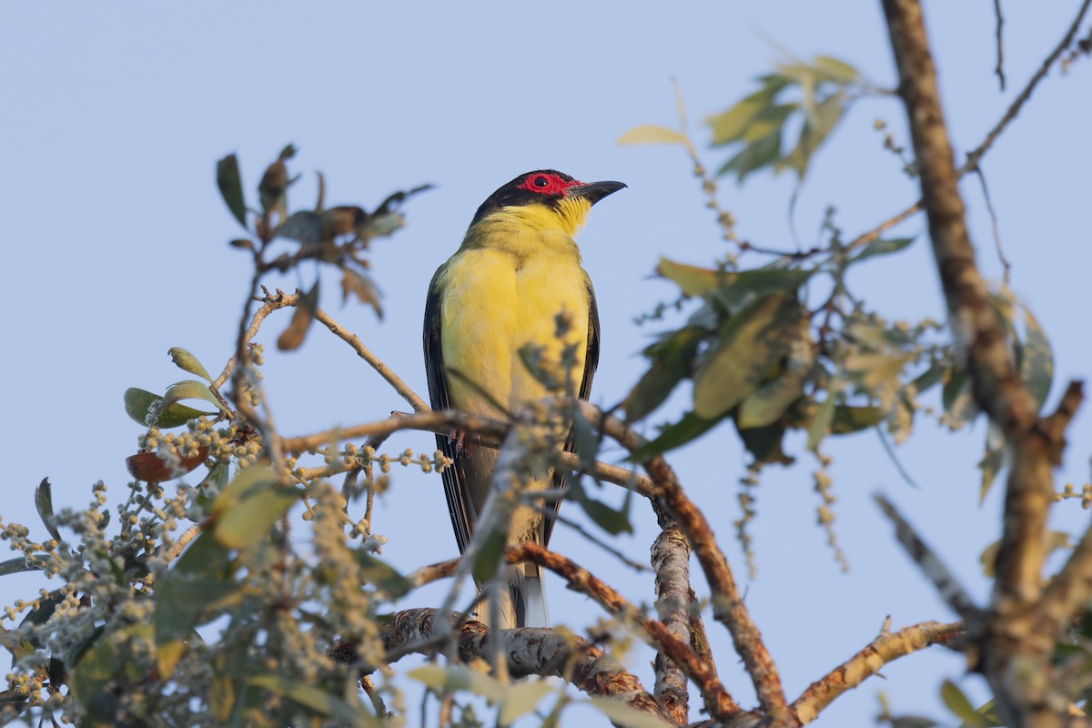 Australasian Figbird - ML645635063