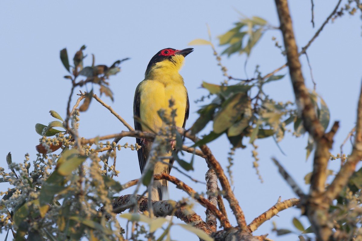 Australasian Figbird - ML645635064