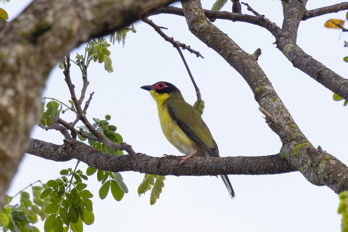 Australasian Figbird - ML645635065