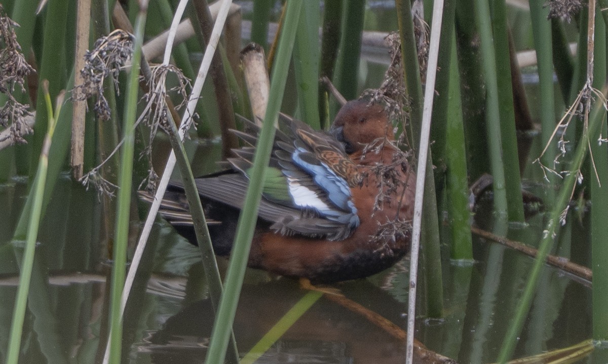 čírka skořicová - ML645635069