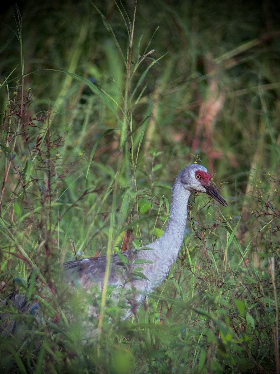Sandhill Crane (Lesser) - ML645635072