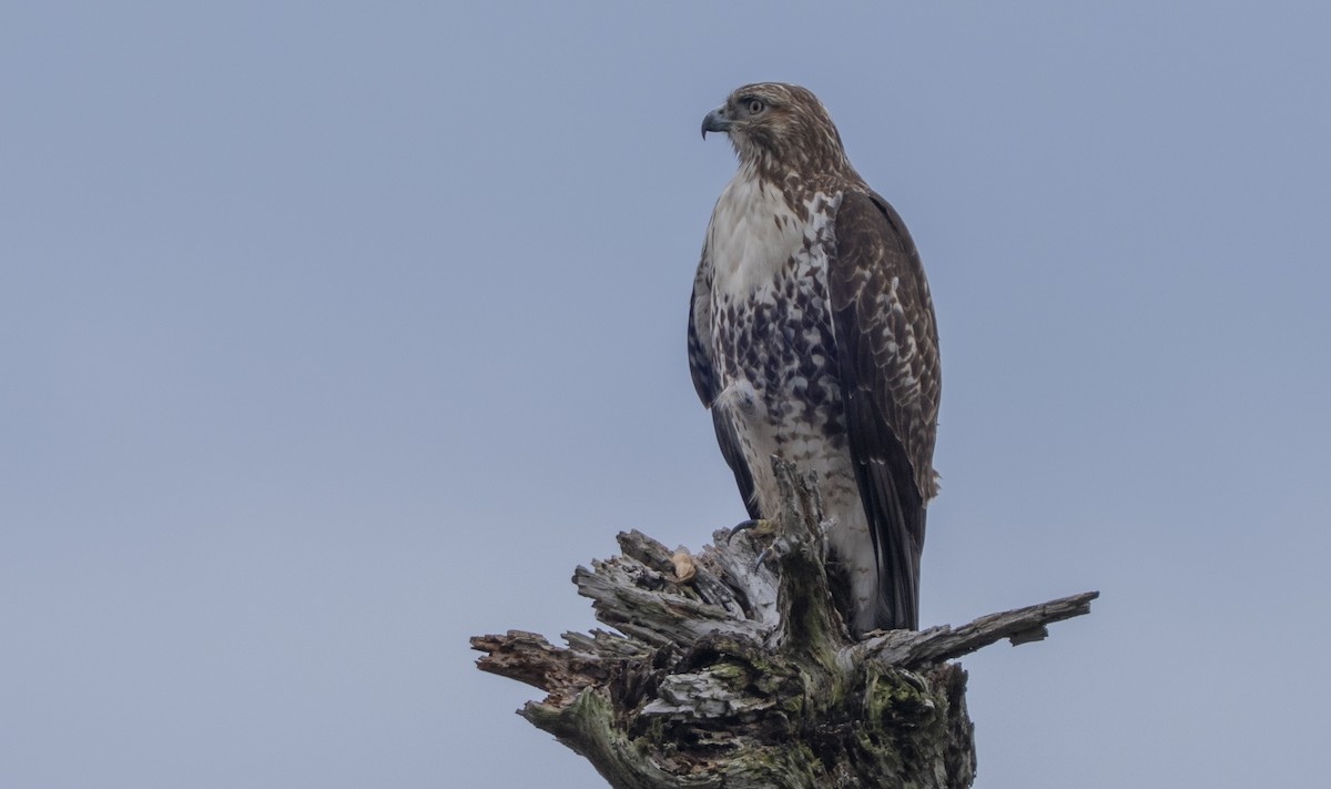 káně rudochvostá - ML645635073