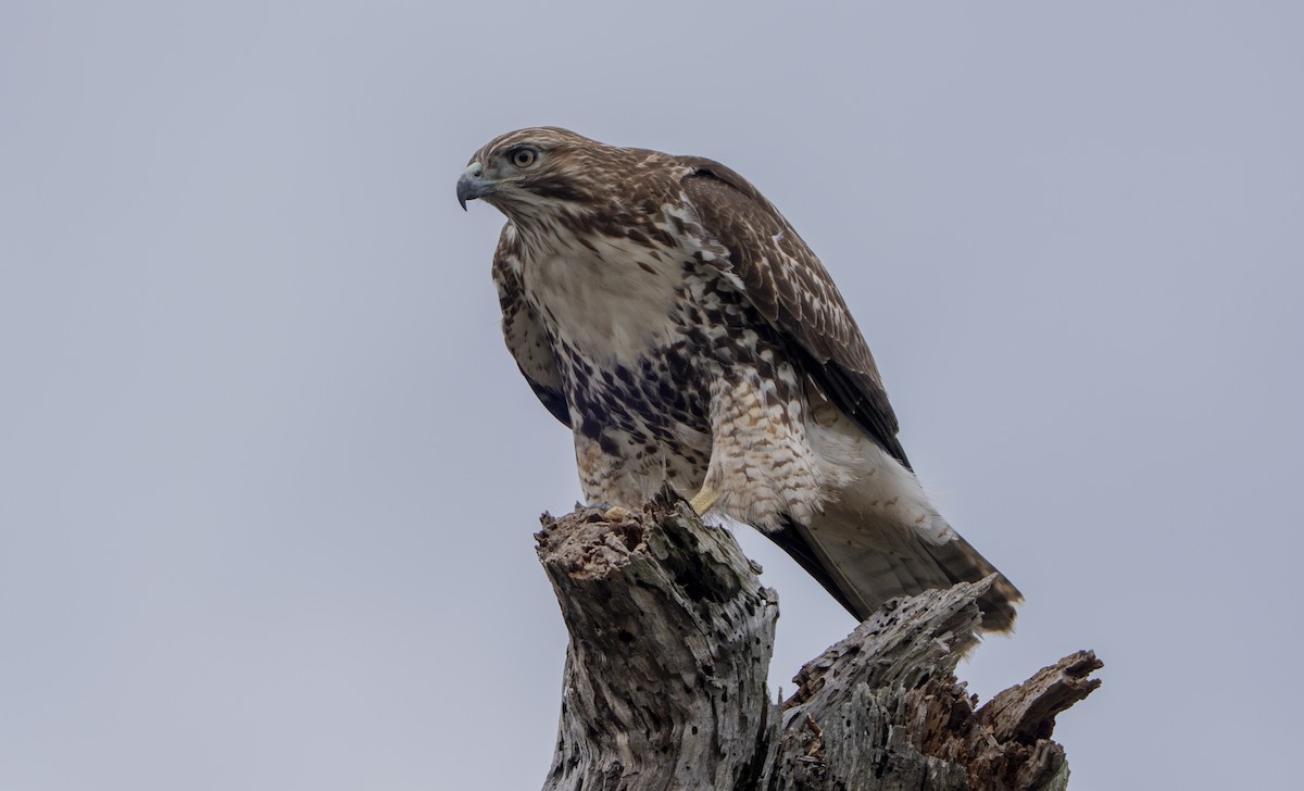 káně rudochvostá - ML645635074