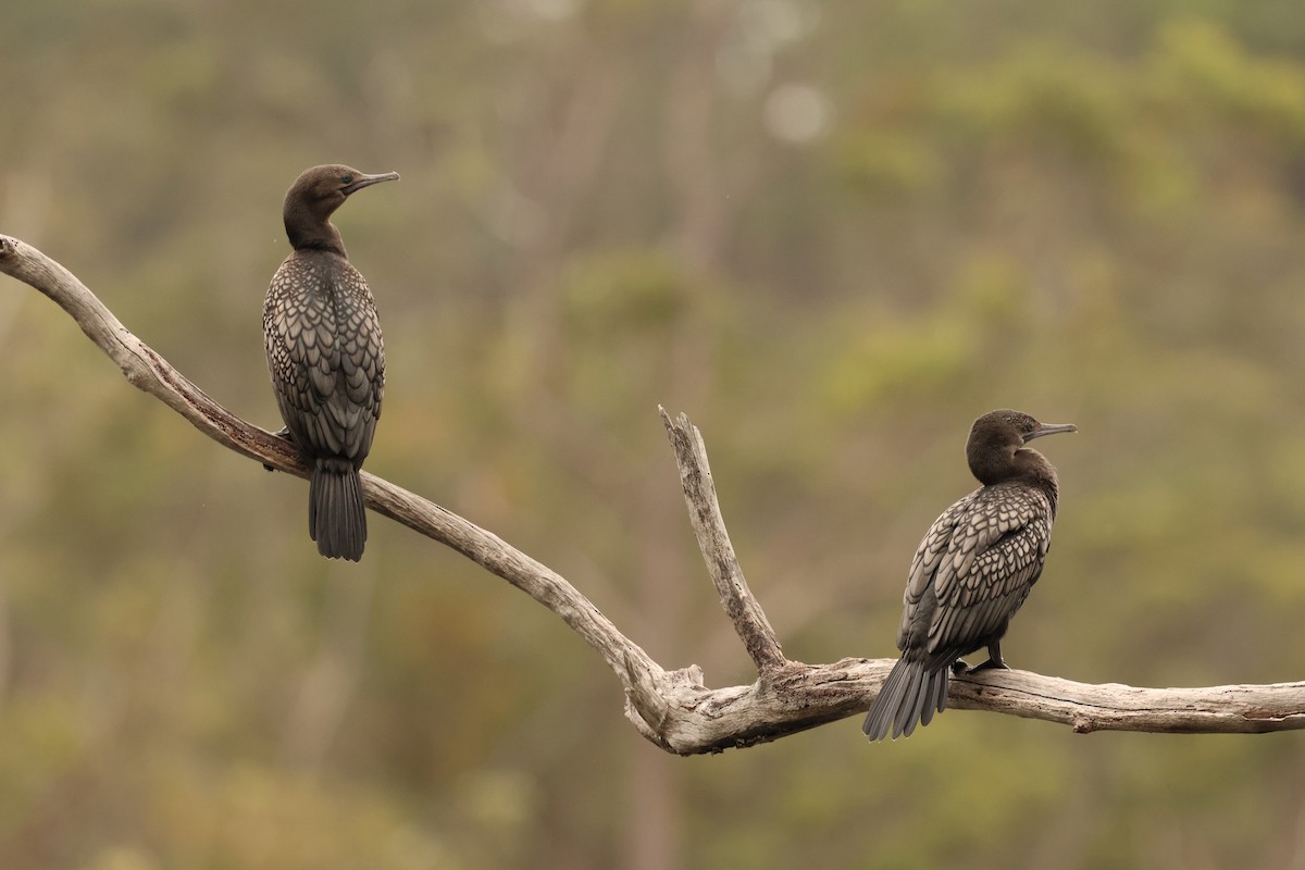 Little Black Cormorant - ML645635078