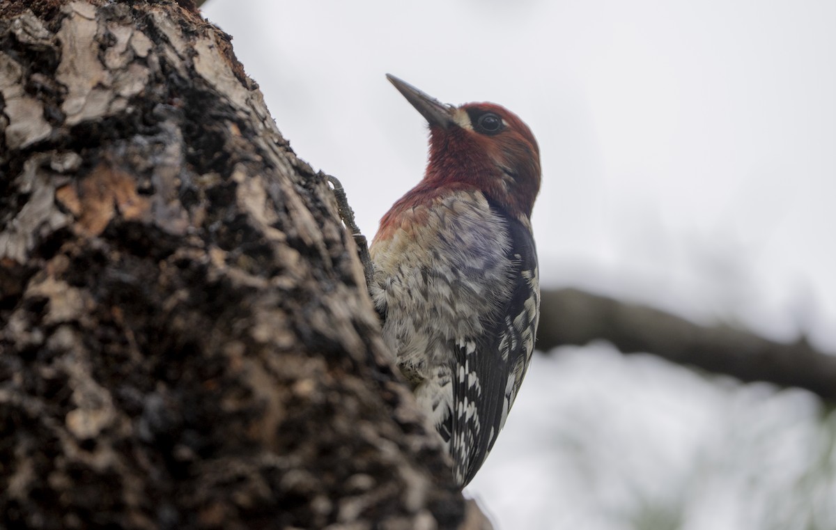 Red-breasted Sapsucker - ML645635079
